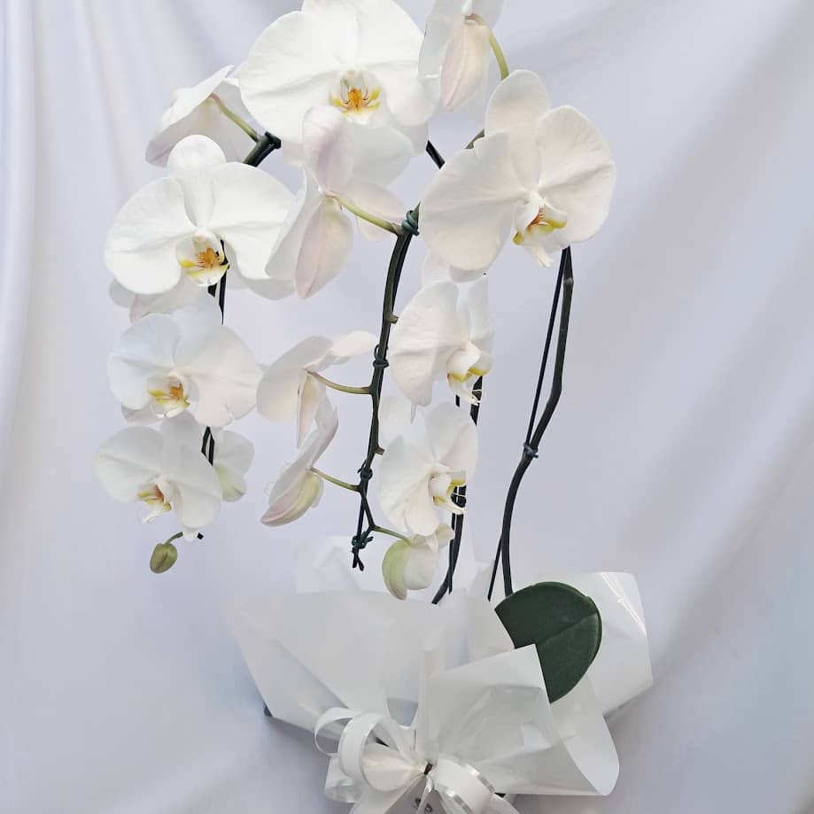 Orquídea Phalaenopsis Branca 2 hastes