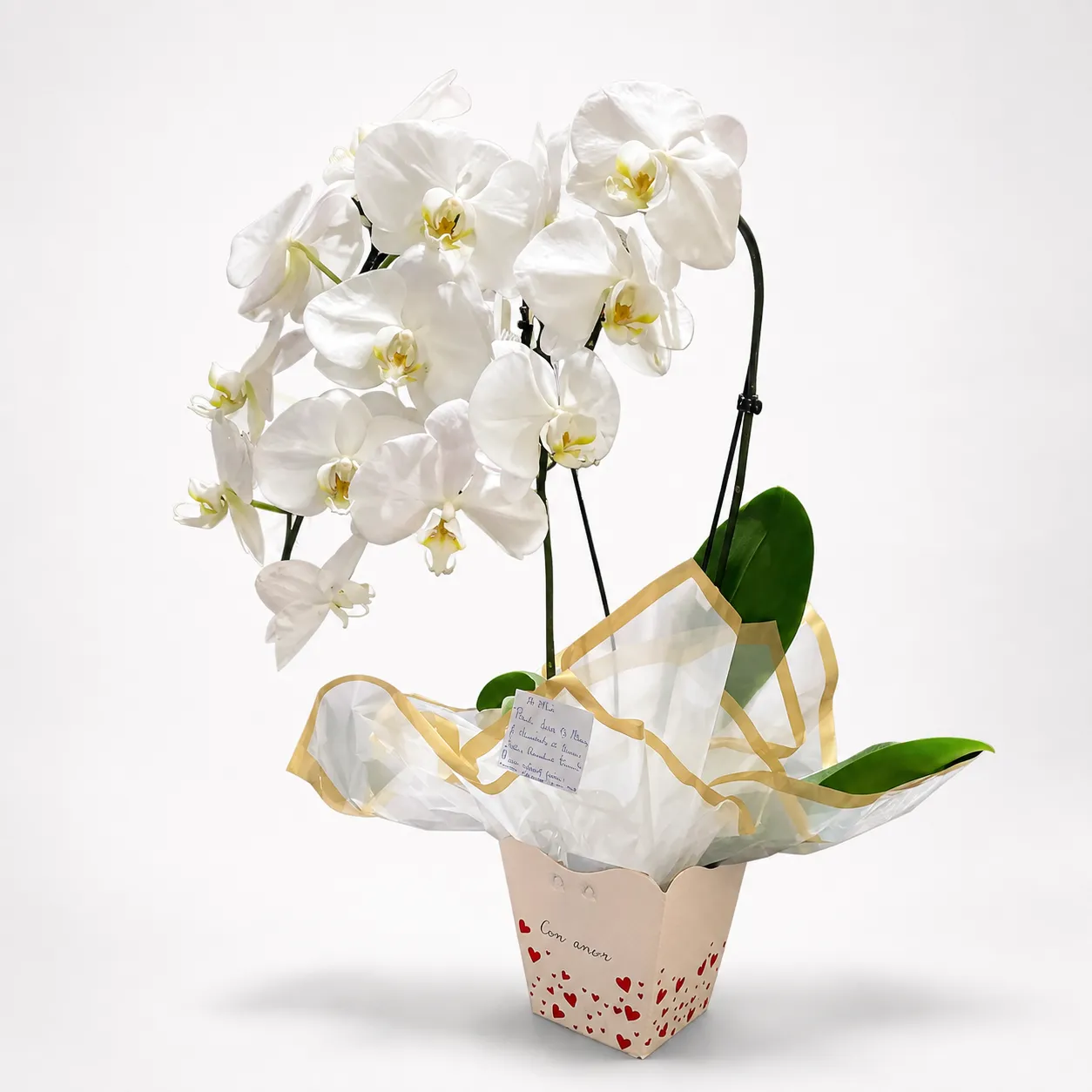 Orquídea Elegância Serena – Phalaenopsis Branca Cascata 2 Hastes