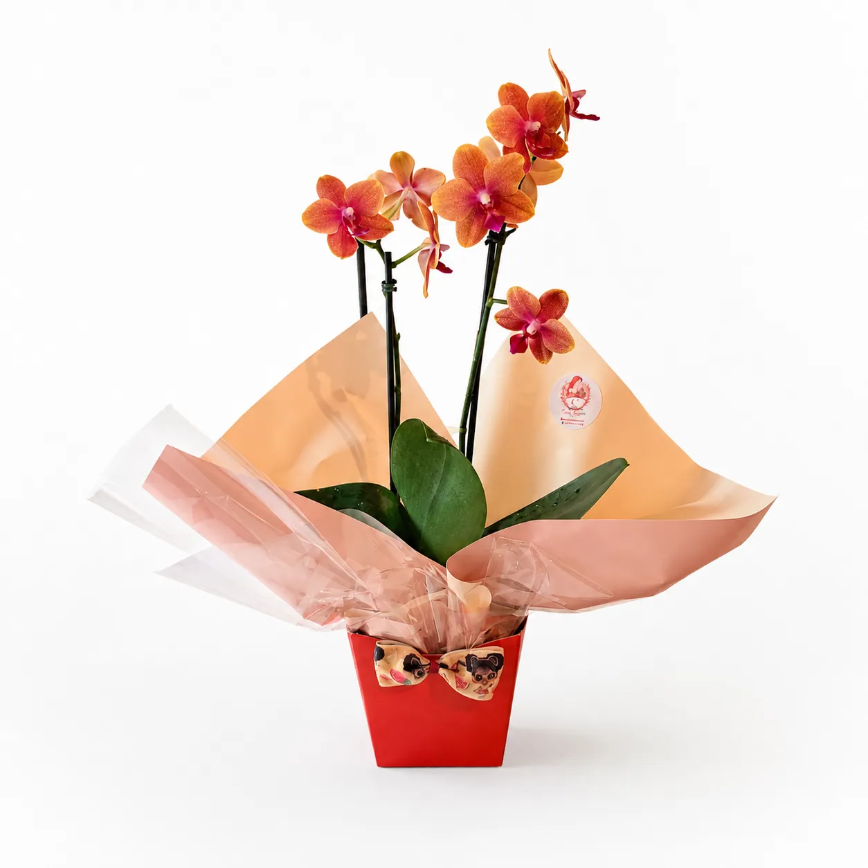 Mini Orquídea Phalaenopsis 2 hastes