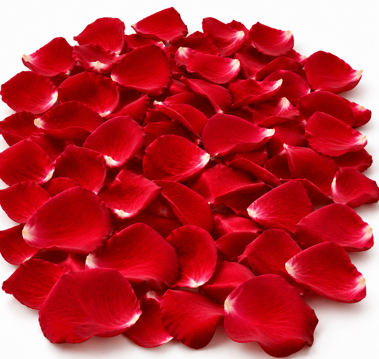 Pétalas de Rosas Vermelhas Naturais - 100 Unidades