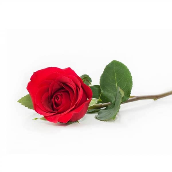 ROSA AVULSA (PARA ACRÉSCIMO NO BUQUÊ, ARRANJO OU CESTA)